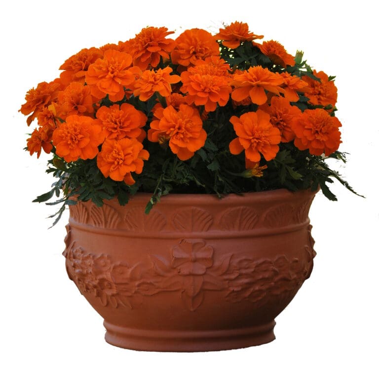 Bonanazo Deep Orange