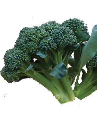 broccoli plants for sale
