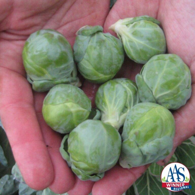 Brussels Sprout