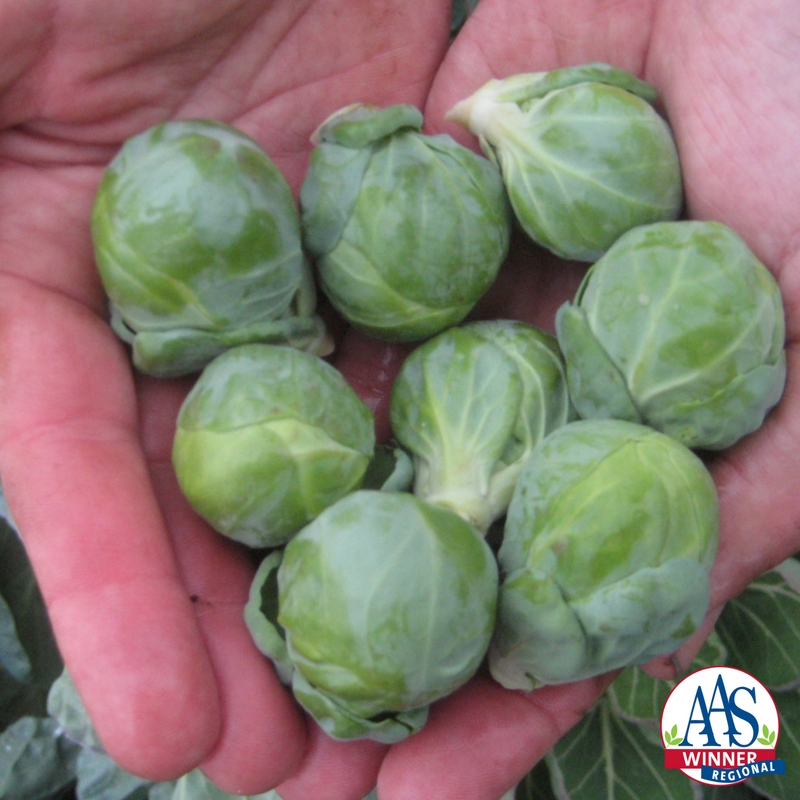 brussels sprouts plants for sale