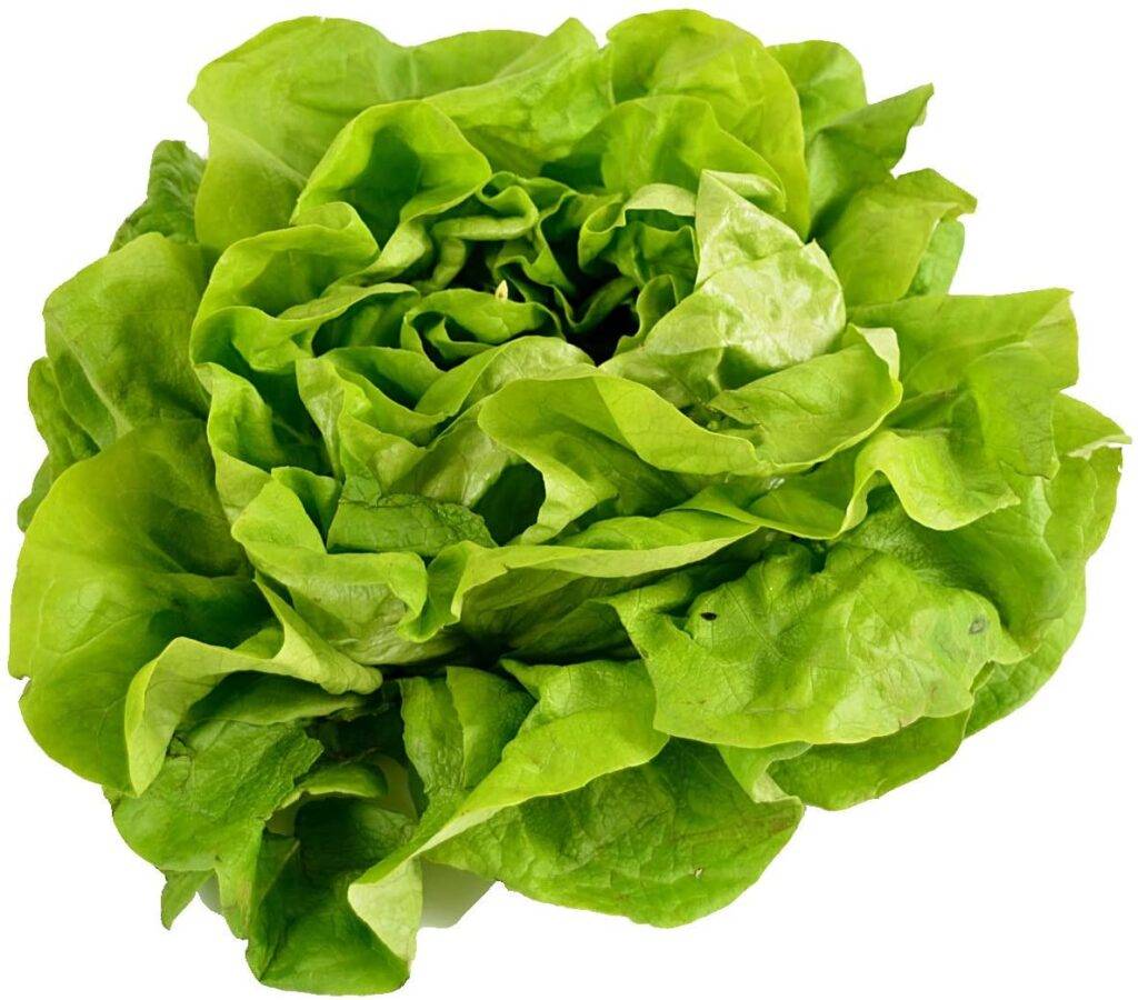 Buttercrunch Lettuce Plants for sale