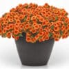 Calibrachoa Cabaret Bright Orange