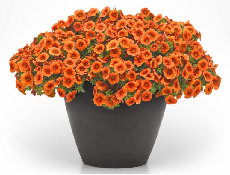 Cabaret Bright Orange