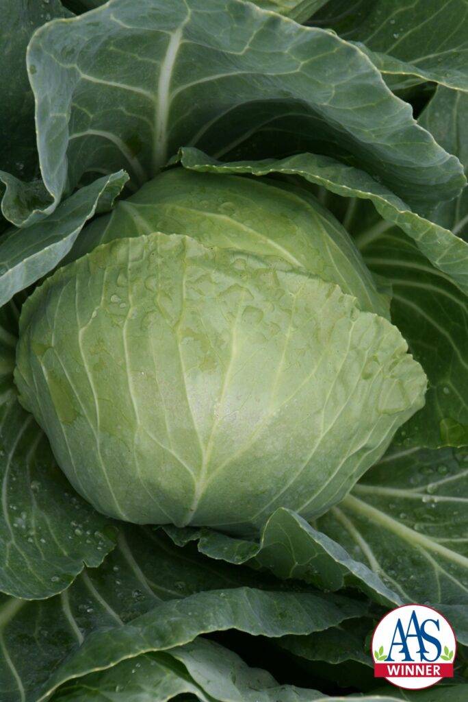Green Cabbage Plants for sale