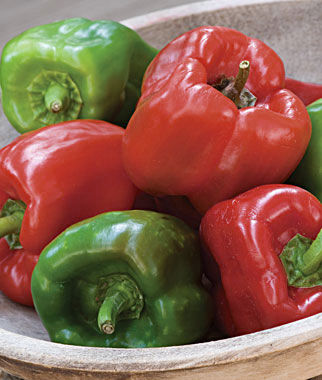 California Wonder Pepper Plants for sale