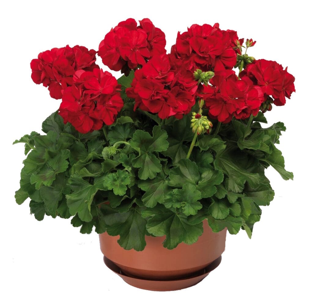 Geranium Calliope Dark Red