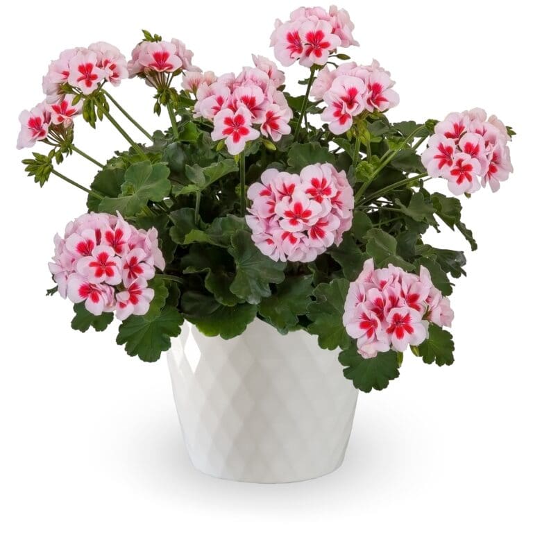 Calliope White Splash