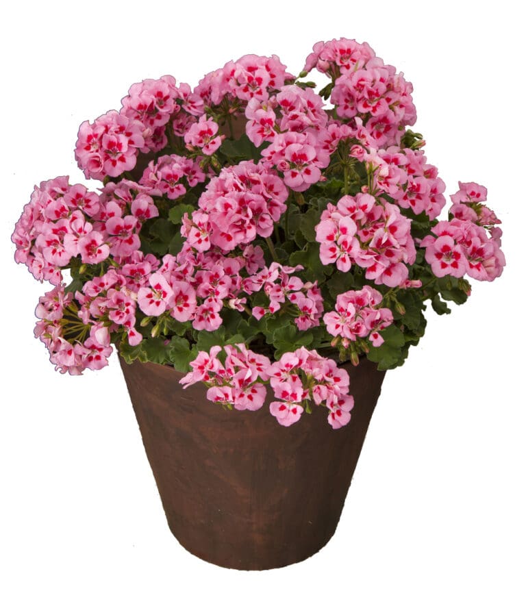 Calliope Pink Flame