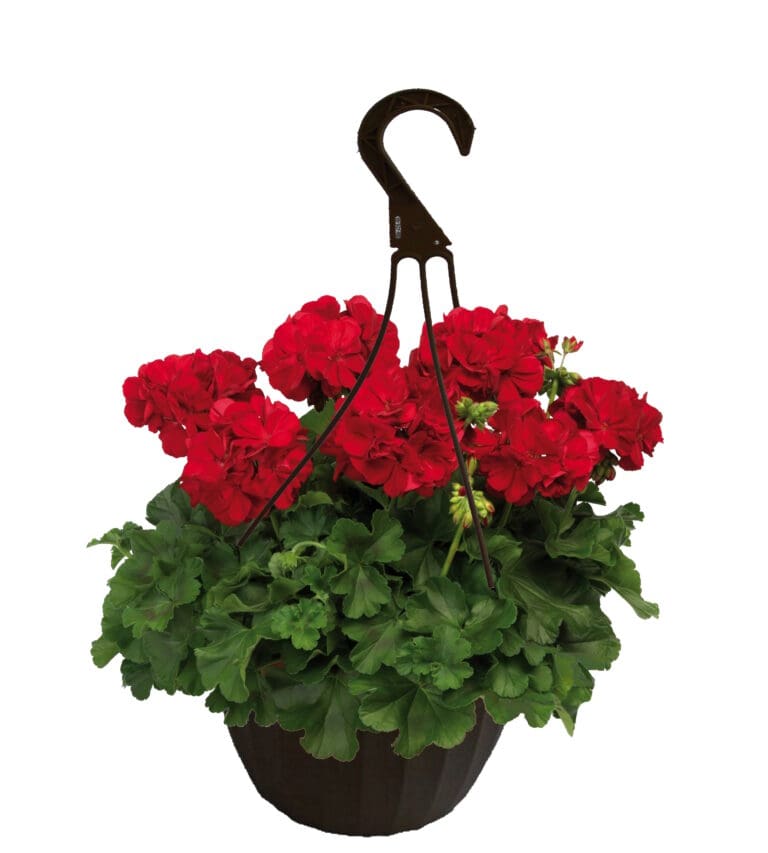 Calliope Dark Red