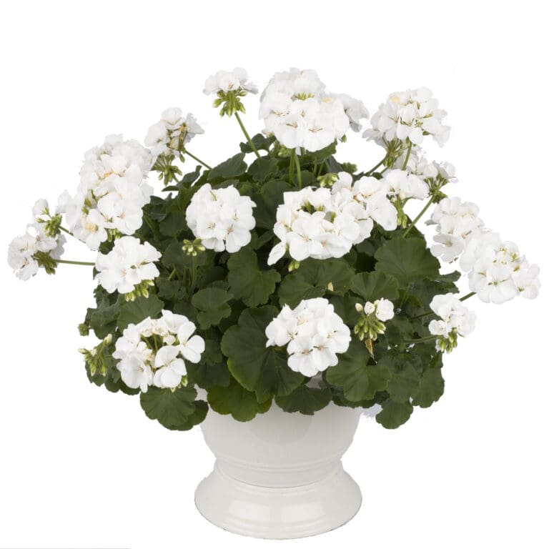 Mojo White