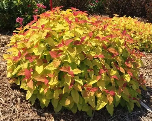 Double Play Candy Corn Spirea