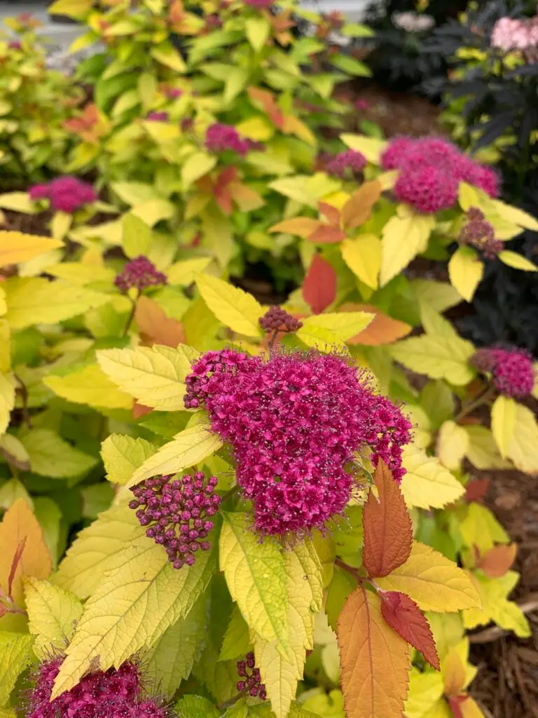 Double Play Candy Corn Spirea