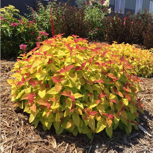 Spring flowering shrubs