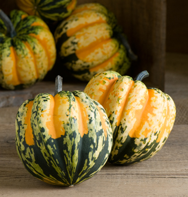 Carnival Squash 2