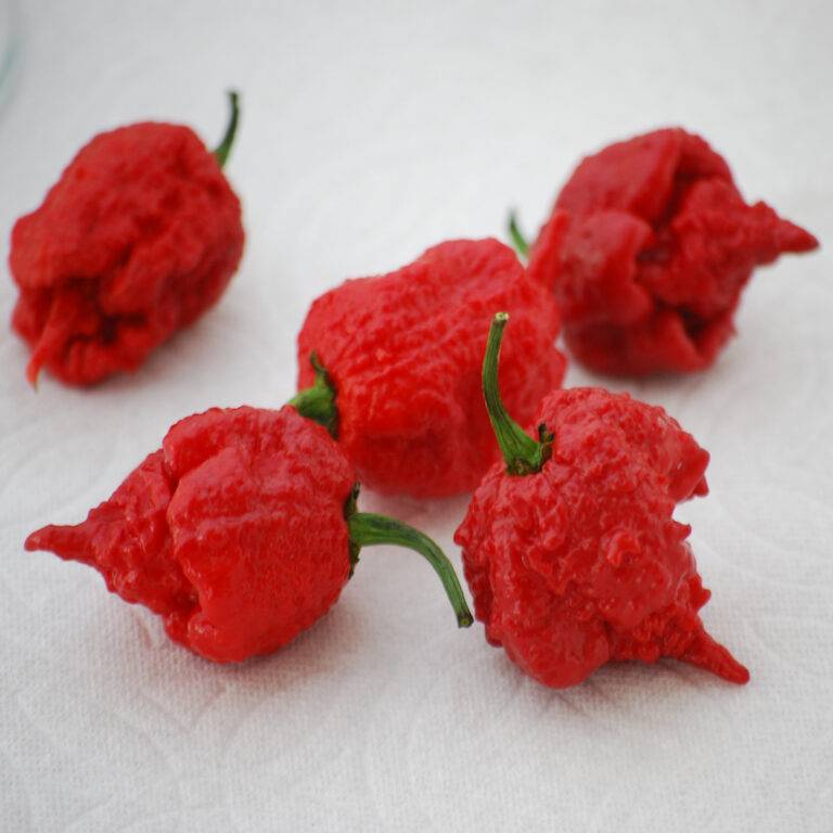 Carolina Reaper