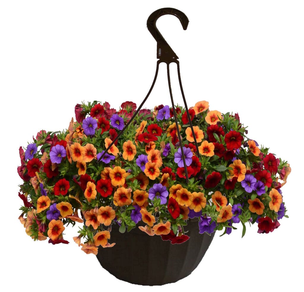 Cali Caribbean Cocktail Hanging Basket