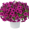 Petunia Headliner Electric Purple