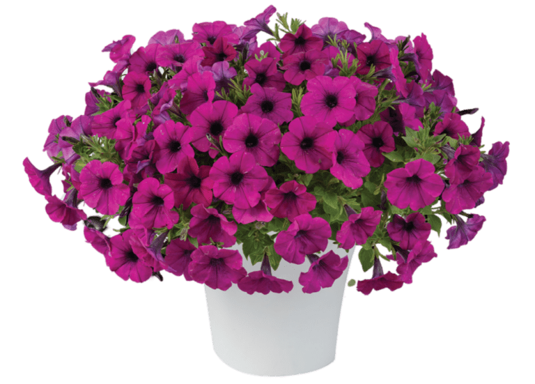 Headliner Electric Purple