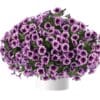 Petunia Cascadias Purple Ice
