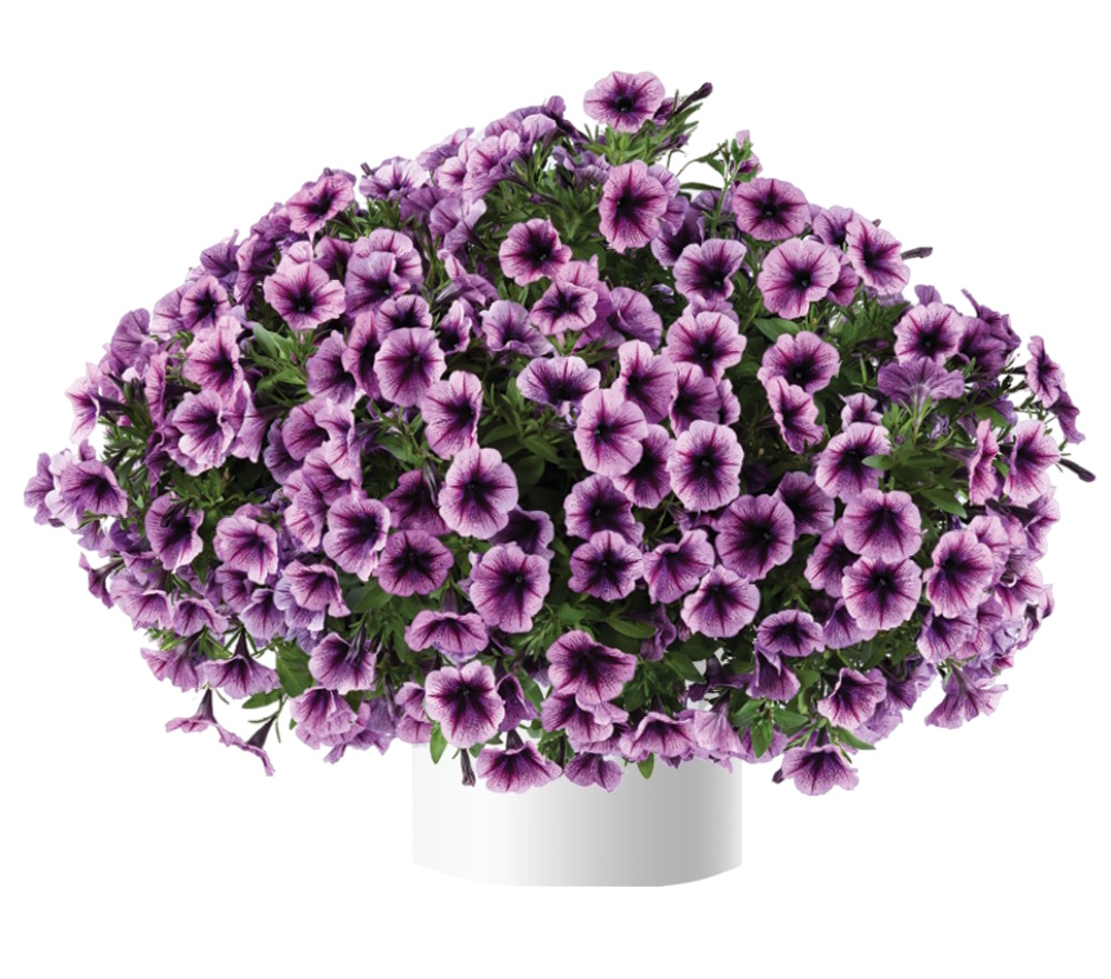 Petunia Cascadias Purple Ice