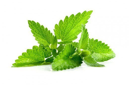 catnip herb plants for sale