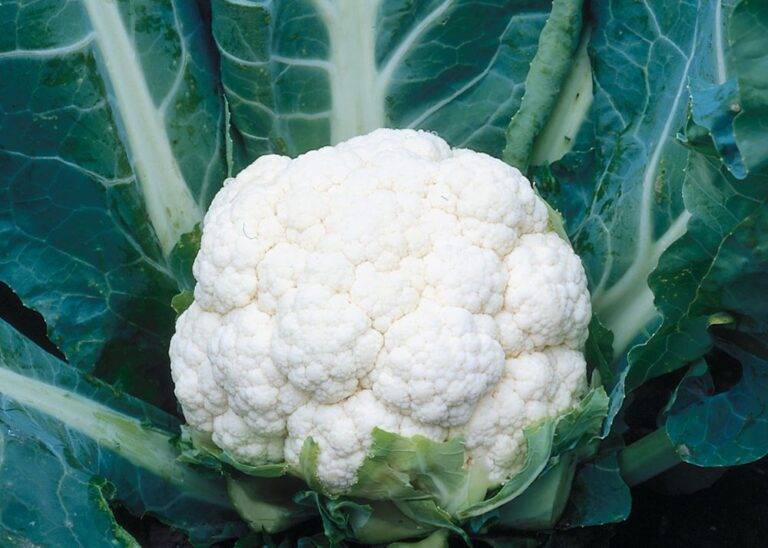 Cauliflower