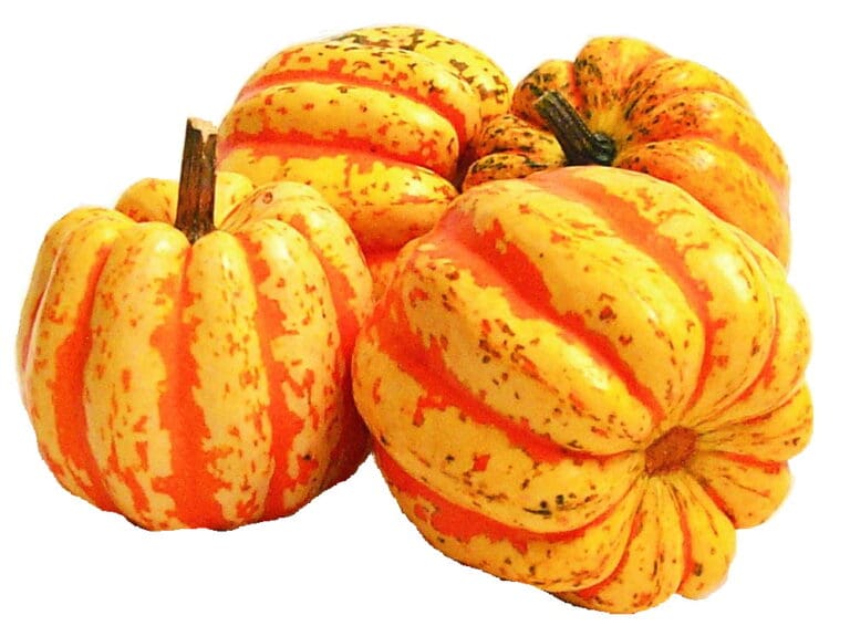 Celebration Squash W