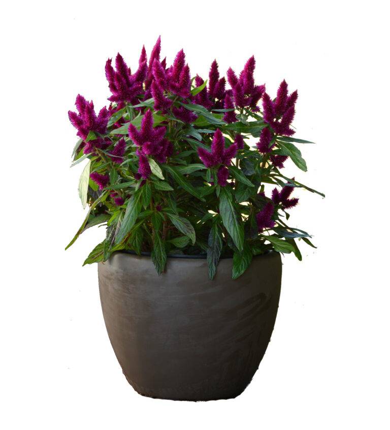 Intenz Dark Purple