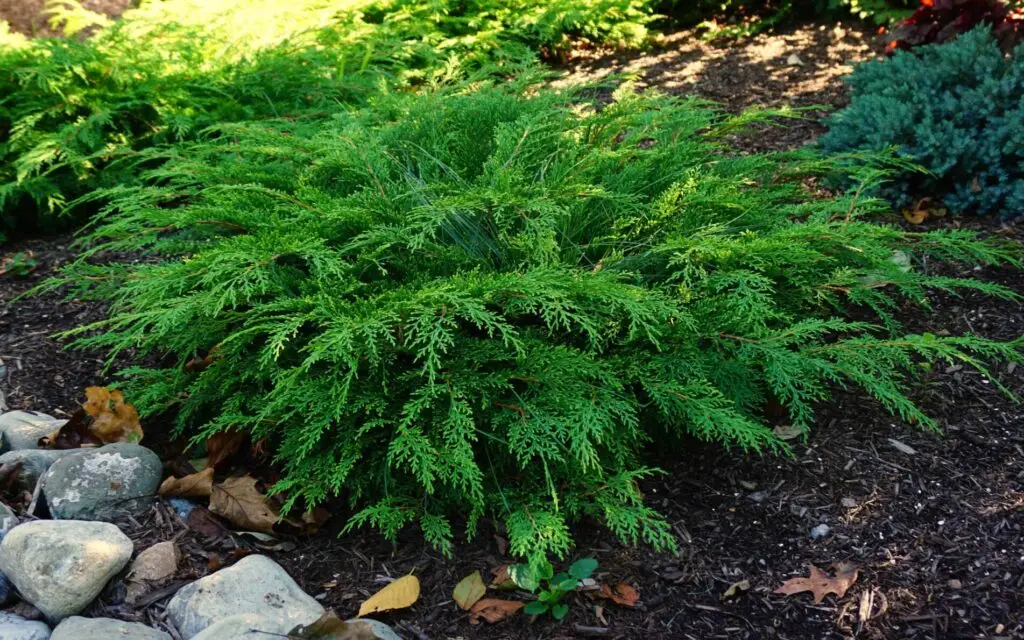 Spreading green foliage of Celtic Pride Russian Cypress plant