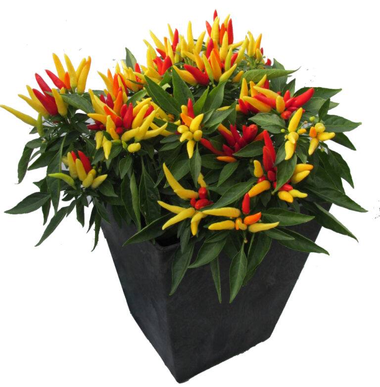 Chilly Chili
