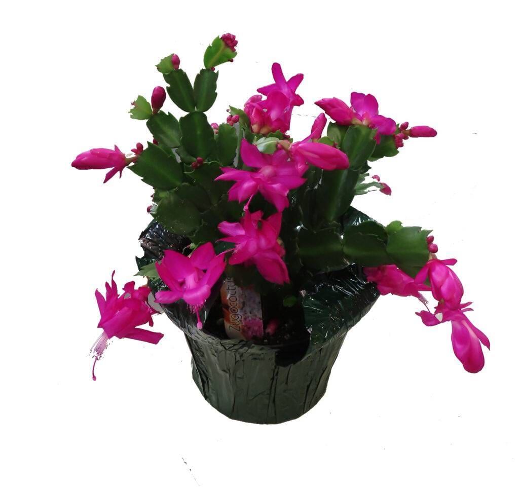 christmas cactus