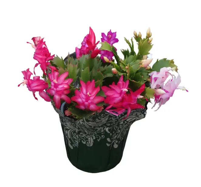 Christmas Cactus in Green