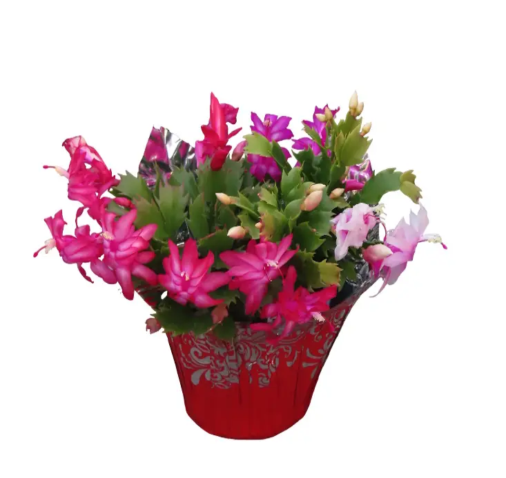 Christmas Cactus in Red