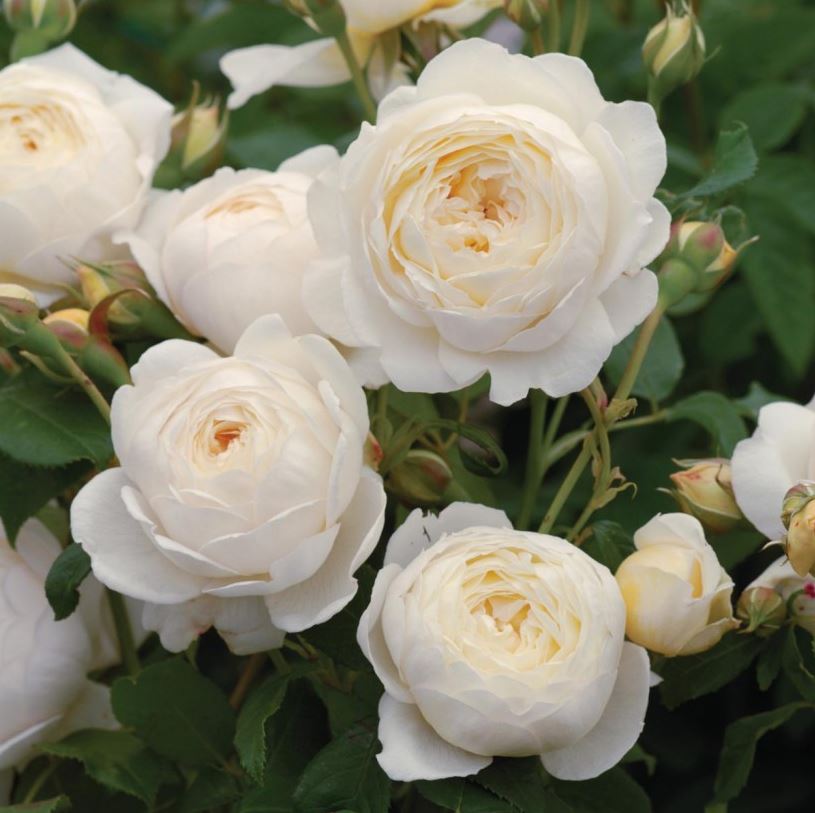White Flowers of Claire Austin David Austin Rose Bush Plant