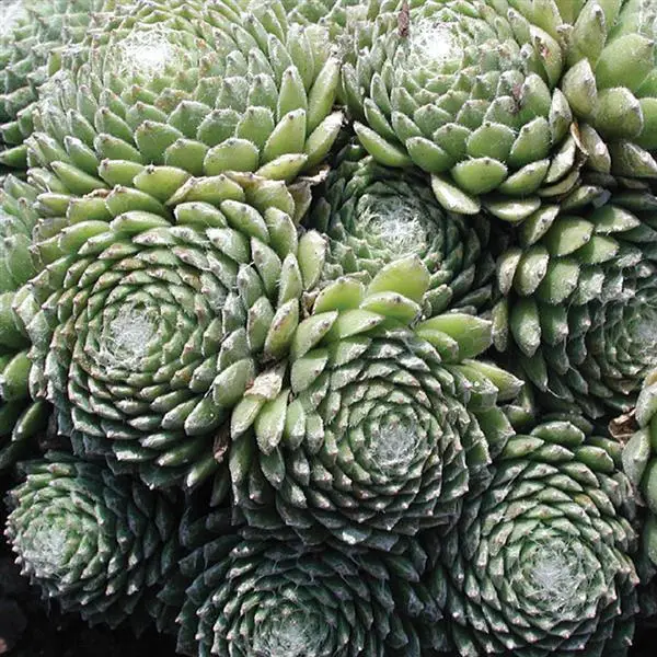 Cobweb Buttons Hen & Chicks