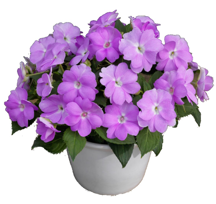 Orchid Blush