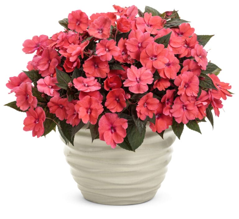 Coral Pink