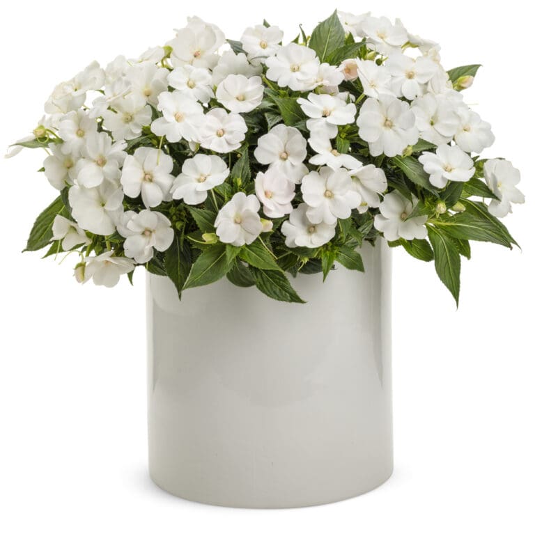 Classic White