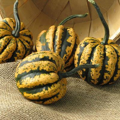 Confetti Squash