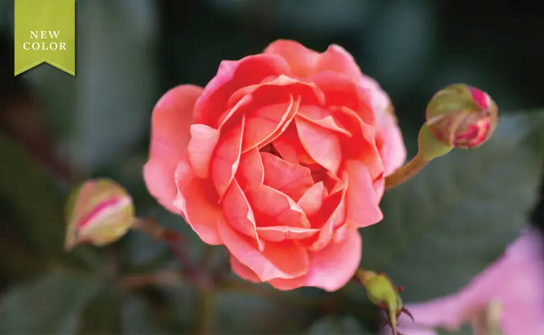 Coral Knock Out Rose