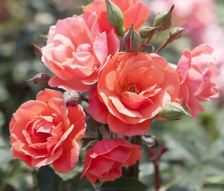 Coral Knock Out Rose