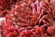 Coral Red Hen & Chicks