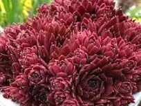 Coral Red Hen & Chicks