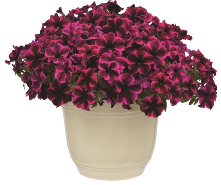 Crazytunia Cosmic Purple