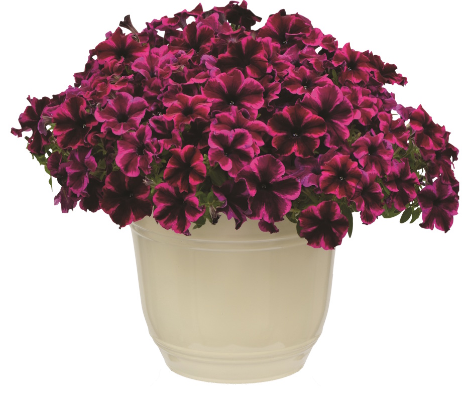 Petunia Crazytunia Cosmic Purple