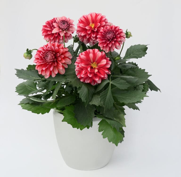 Dalaya Red Lace