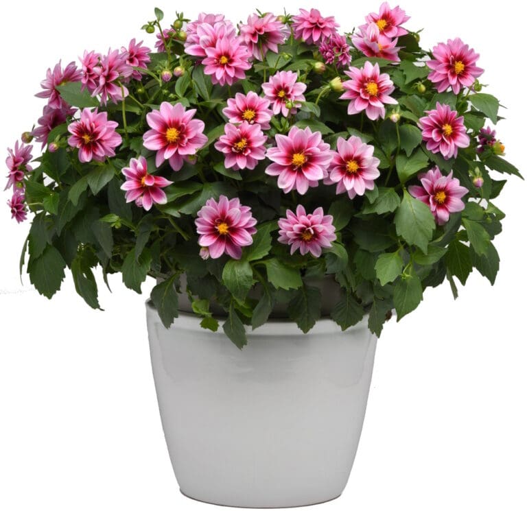 Dalaya Pink Rose