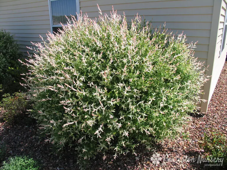 Dappled Willow