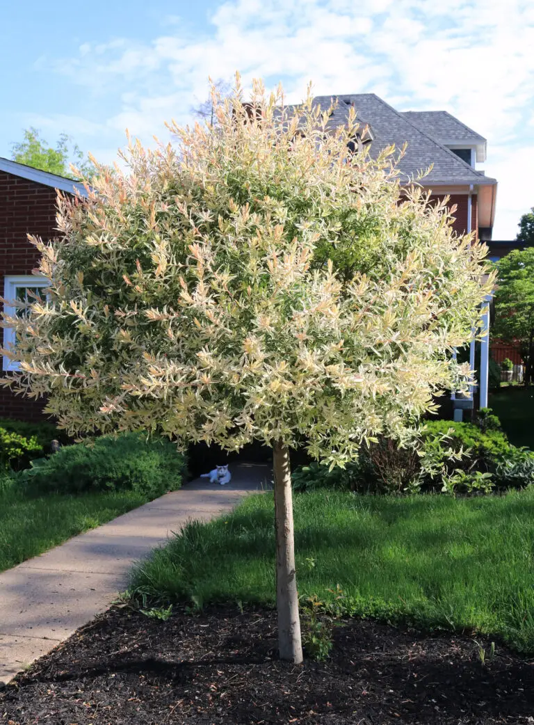Dappled Willow