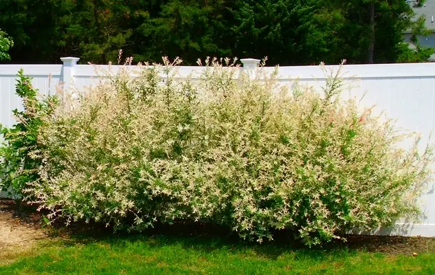Dappled Willow